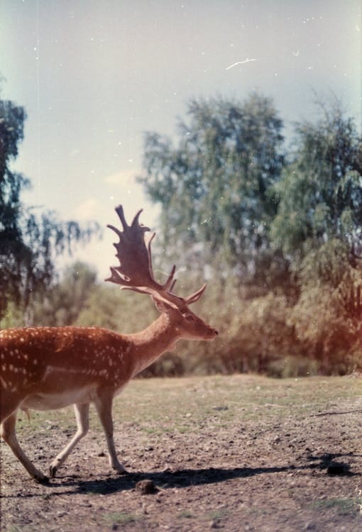How to Use Hunting Trail Cameras 2 https://miro.medium.com/v2/resize:fit:510/1*UHNJYAXNDXDzopCE03ZOuA.jpeg